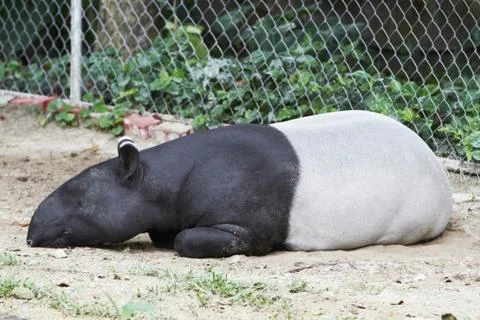 A Malayan tapir sleeping on the ground Stock Photos