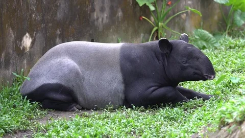 The Malayan tapir stays or sitting on the ground Stock Footage 83513128