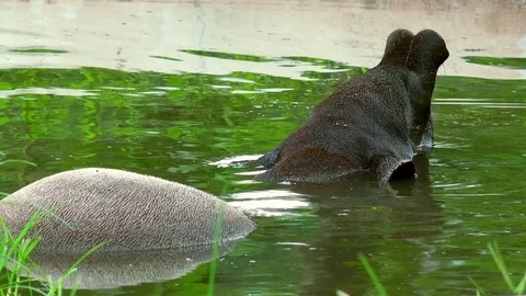 Malayan tapir sticking out its head from freshwater pond Видео 73796495
