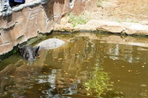The Malayan tapir (Tapirus indicus), also called the Asian tapir, is the larg Stock Photos