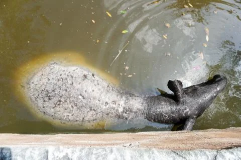The Malayan tapir (Tapirus indicus), also called the Asian tapir, is the larg Stock Photos