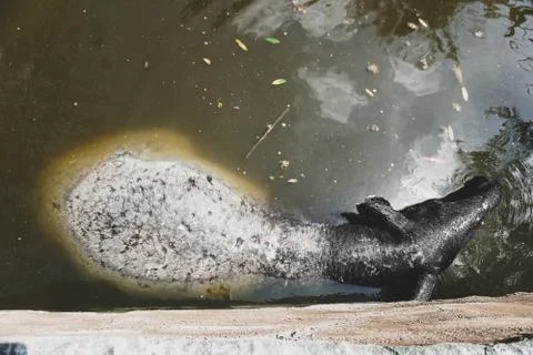 The Malayan tapir (Tapirus indicus), also called the Asian tapir, is the larg Stock Photos