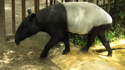 Malayan tapir, Tapirus indicus, Asian tapir, walking. 4K Stock Footage 114695380