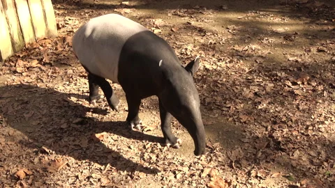 Malayan tapir, Tapirus indicus, Asian tapir, walking around. 4K Stock Footage 255991990