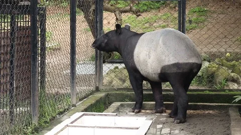 Malayan Tapir (Tapirus Indicus) Stock Footage 120217429