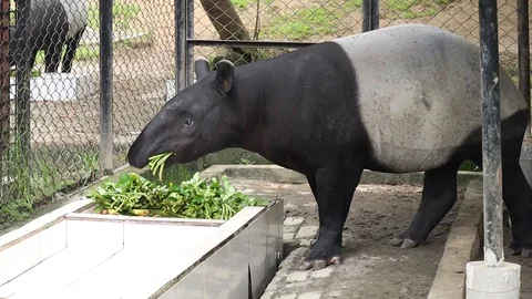 Malayan Tapir (Tapirus Indicus) Stock Footage 120217931