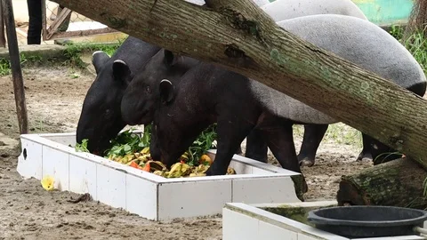 Malayan Tapir (Tapirus Indicus) Video stock 120217956