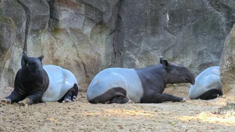 Malayan tapir (tapirus indicus) lying down and resting on the ground. Stock Footage 302920844