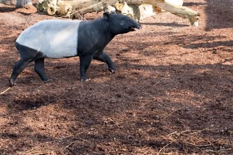 Malayan tapir, Tapirus indicus Stock Photos