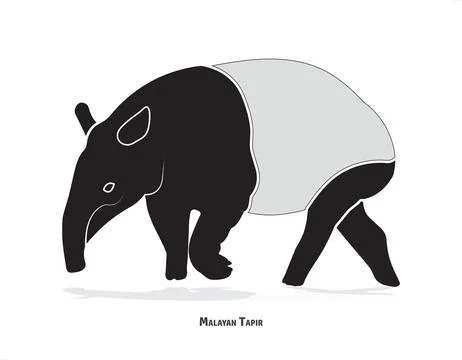 Malayan Tapir Vector Artwork Mammal Animal Nature Black And White Illustratio Stock Illustration