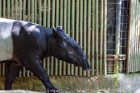 Malayan tapir while walking in a zoo looking for food Stock Photos