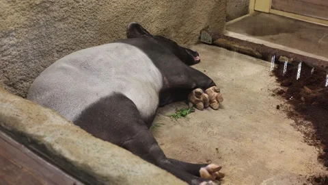Malayan tapir at the zoo Stock Footage 288005218