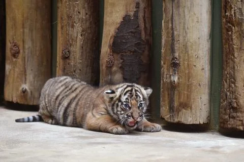 Malayan tiger cub Stock Photos