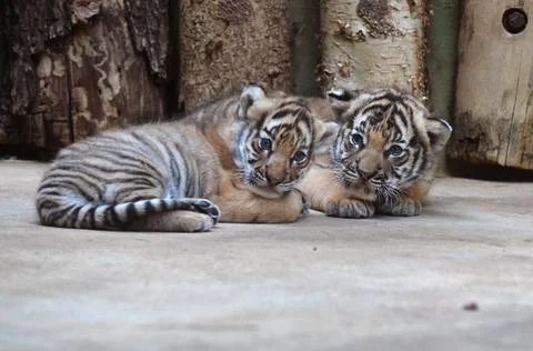 Malayan tiger cubs Stock Photos