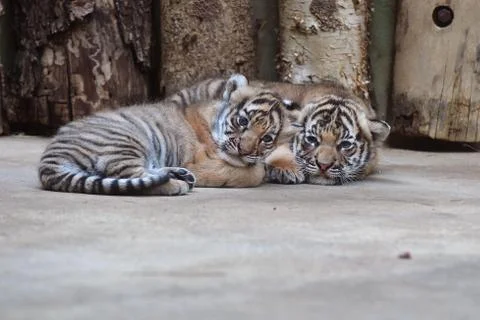 Malayan tiger cubs Stock Photos
