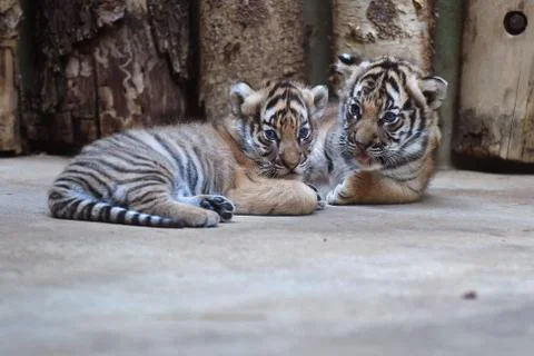 Malayan tiger cubs Stock Photos
