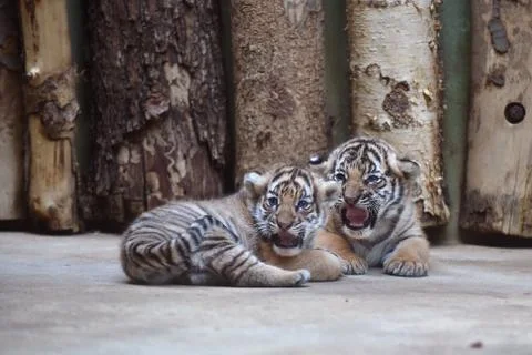 Malayan tiger cubs Stock Photos