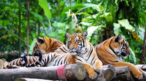 Malayan Tiger Stock Footage 33804632