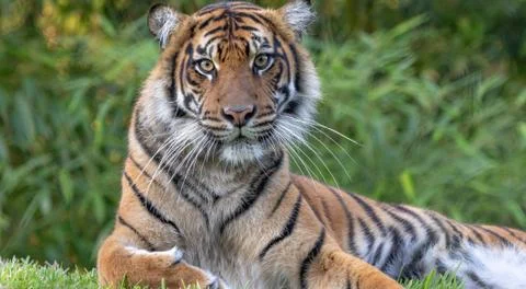 Malayan tiger laying by log Stock Photos