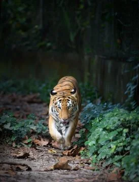 Malayan tiger Foto stock
