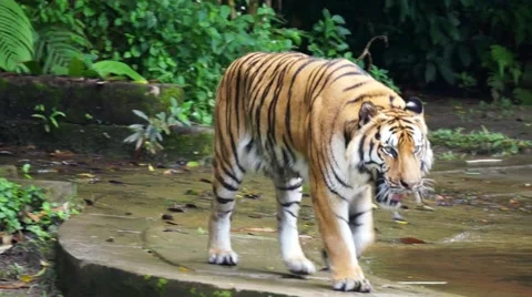 Malayan Tiger Prowling Stock Footage 56738950