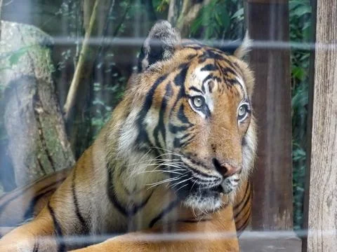 Malayan tiger at the zoo Stock Photos