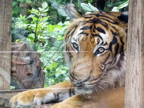 Malayan tiger at the zoo Stock Photos