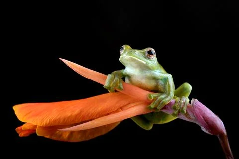 Malayan tree frog perched on red flower Stock Photos