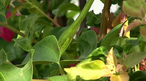 Malayan Vine Snake -  4/7 Stock Footage 35966686