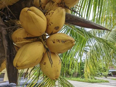 Malayan Yellow Dwarf coconut Stock Photos