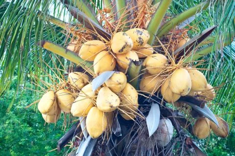 Malayan yellow dwarf (myd) coconuts. Stock Photos