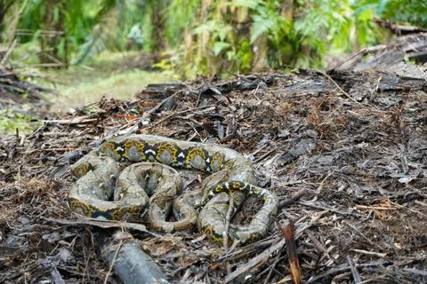 Malayopython reticulatus Foto stock