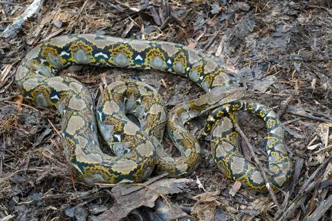 Malayopython reticulatus Foto stock