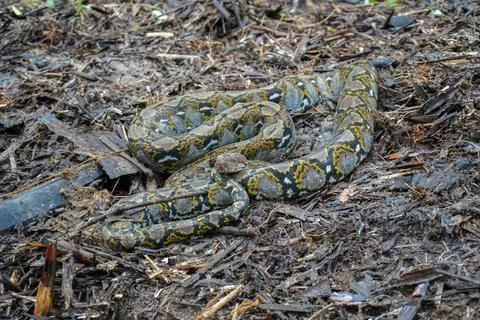 Malayopython reticulatus Foto stock