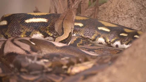 Malayopython reticulatus – Reticulated Python Slithering - Close Up Stock Footage 233334271