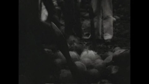 MALAYSIA 1920s: Men use spears to split open coconuts. Cut at the base of a Stock Footage 313671195