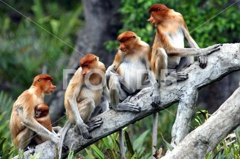 Malaysia Big Nose Proboscis Monkey Rainforest Conservation Bali - Dec ...