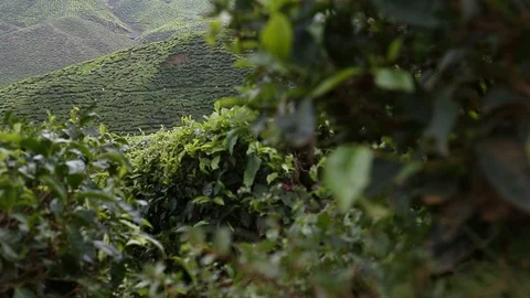 Malaysia Cameron Highlands Stock Footage 99754581