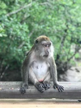 Malaysia monkey Macaque Stock Photos
