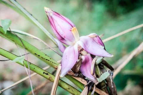 Malaysia Stockfoto's