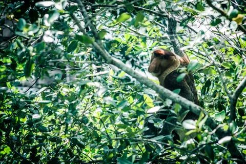 Malaysia Stock Photos