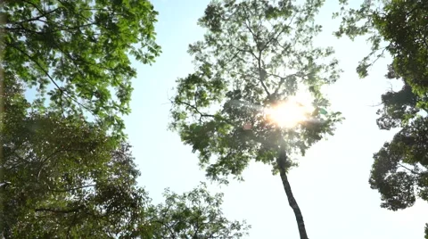 Malaysia Shot of Forest from the bottom up Stock Footage 67372848