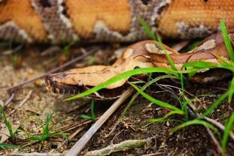 Malaysia. Wild blood python are very rare nowadays, they are highly sort ... Foto stock