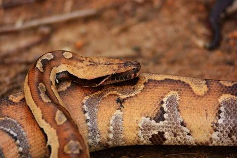  Malaysia. Wild blood python are very rare nowadays, they are highly sort ... Foto stock
