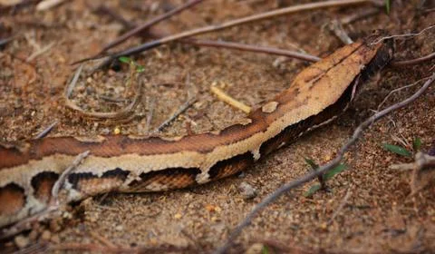  Malaysia. Wild blood python are very rare nowadays, they are highly sort ... Foto stock