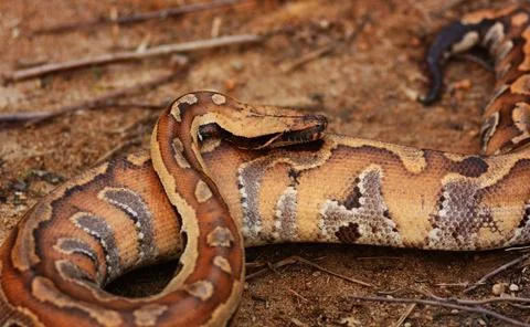  Malaysia. Wild blood python are very rare nowadays, they are highly sort ... 写真素材
