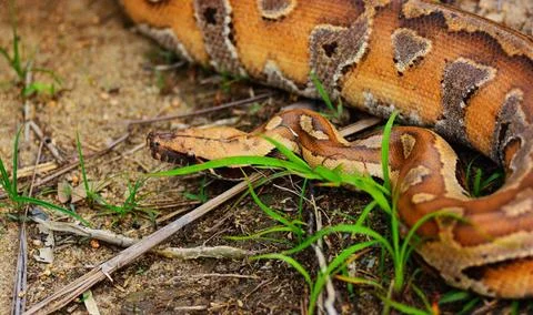  Malaysia. Wild blood python are very rare nowadays, they are highly sort ... Foto stock