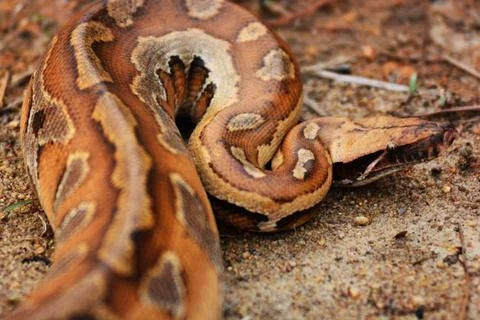  Malaysia. Wild blood python are very rare nowadays, they are highly sort ... Foto stock