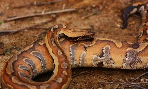  Malaysia. Wild blood python are very rare nowadays, they are highly sort ... 写真素材