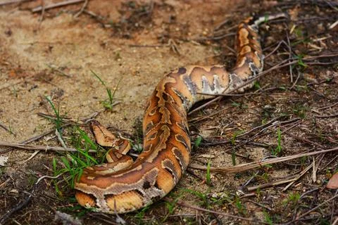  Malaysia. Wild blood python are very rare nowadays, they are highly sort ... Foto stock